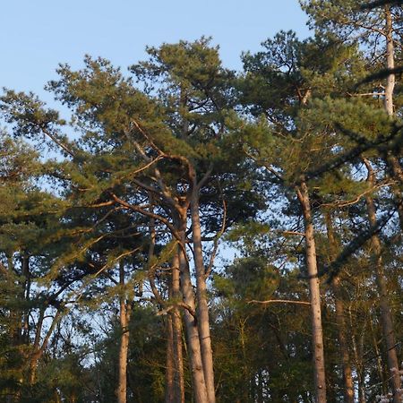 Bain De Foret - Lodges Cosy & Spa Neufchâtel-Hardelot Exteriör bild
